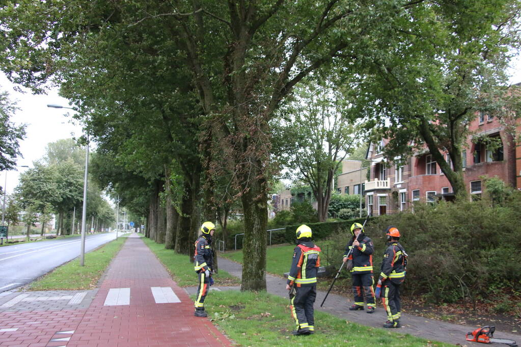 Takken van boom gezaagd na harde wind