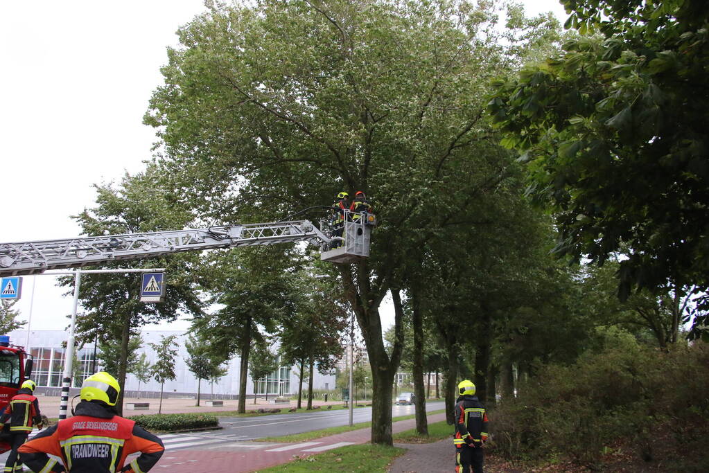 Takken van boom gezaagd na harde wind