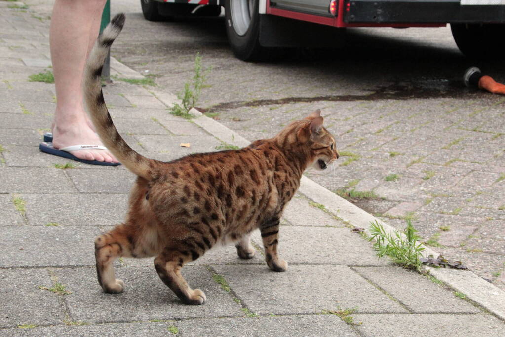 Brandweer redt kat uit brandende woning