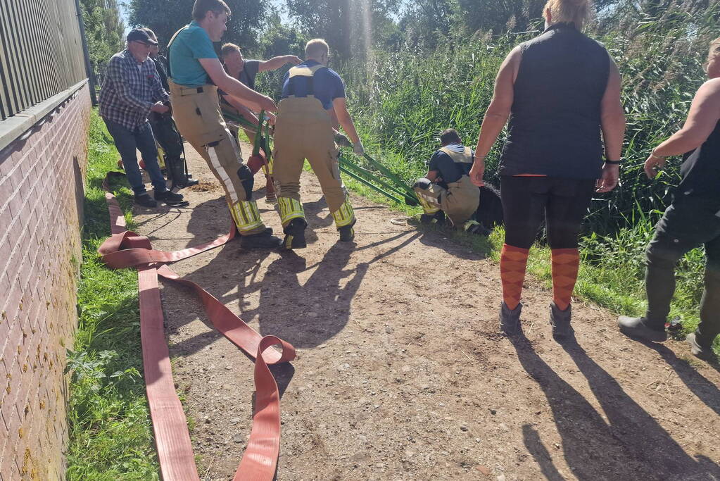 Brandweer redt paard uit sloot