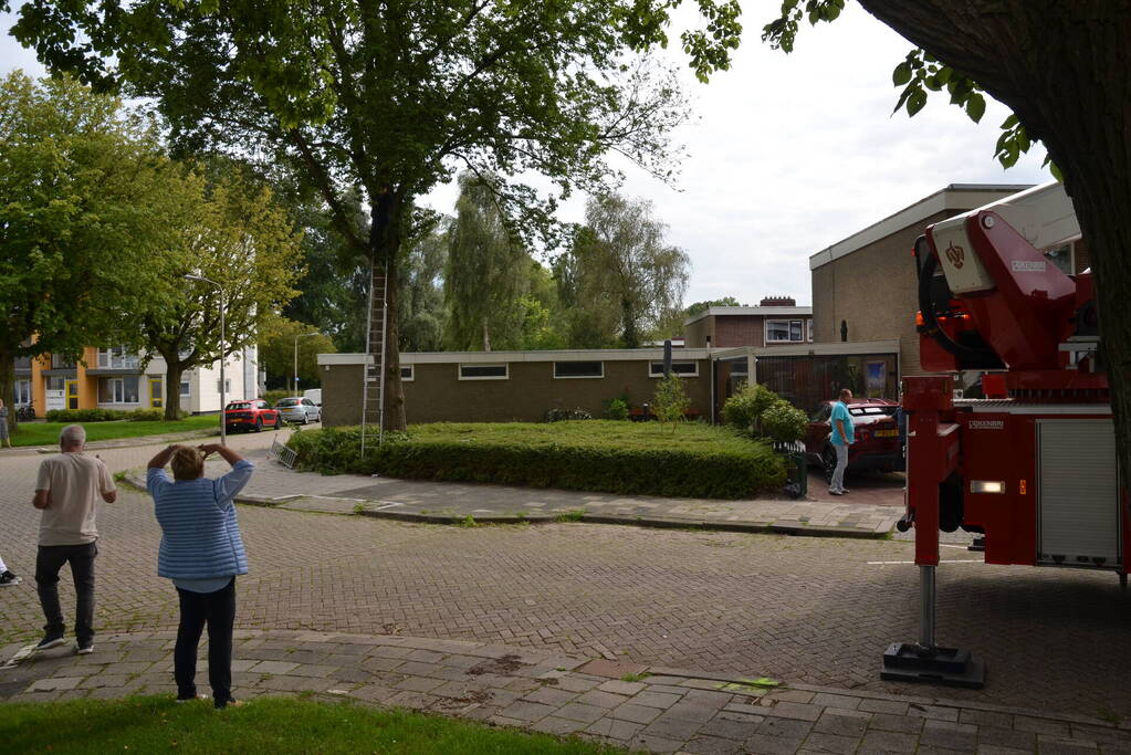 Kat uit boom gered door brandweer