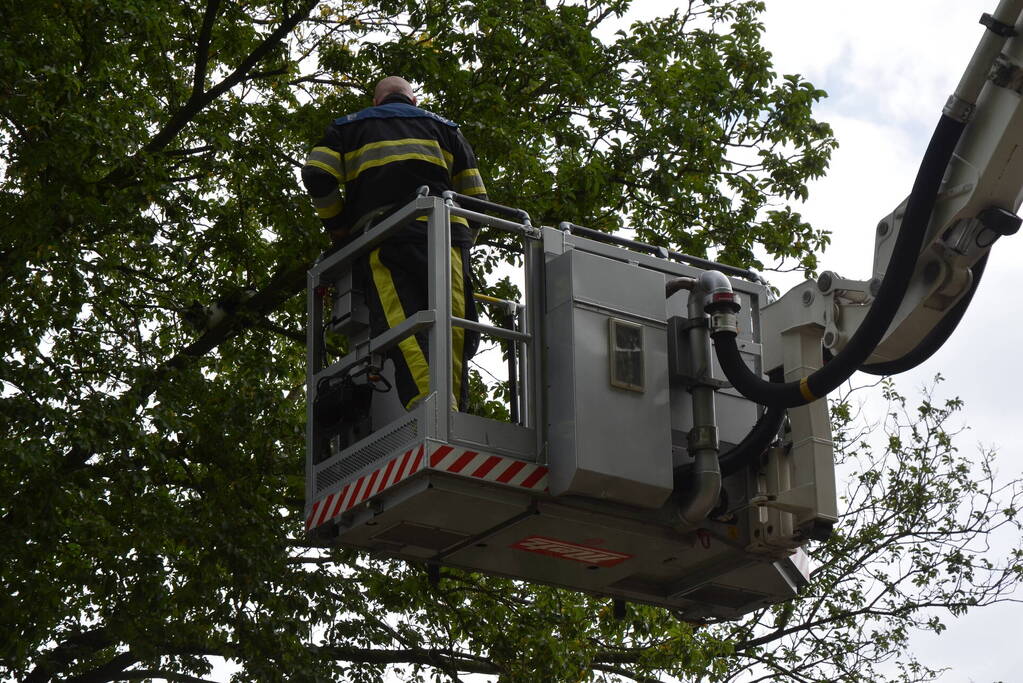 Kat uit boom gered door brandweer