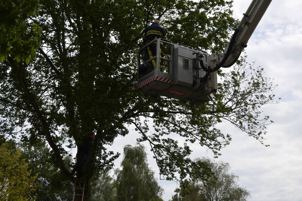 Kat uit boom gered door brandweer