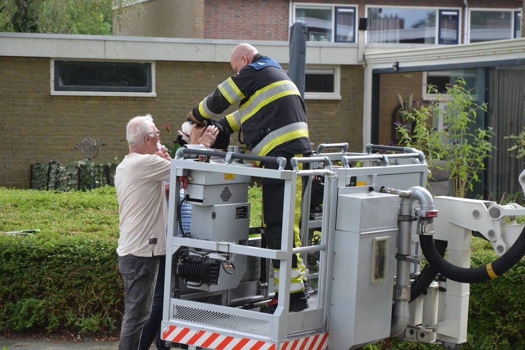 Kat uit boom gered door brandweer