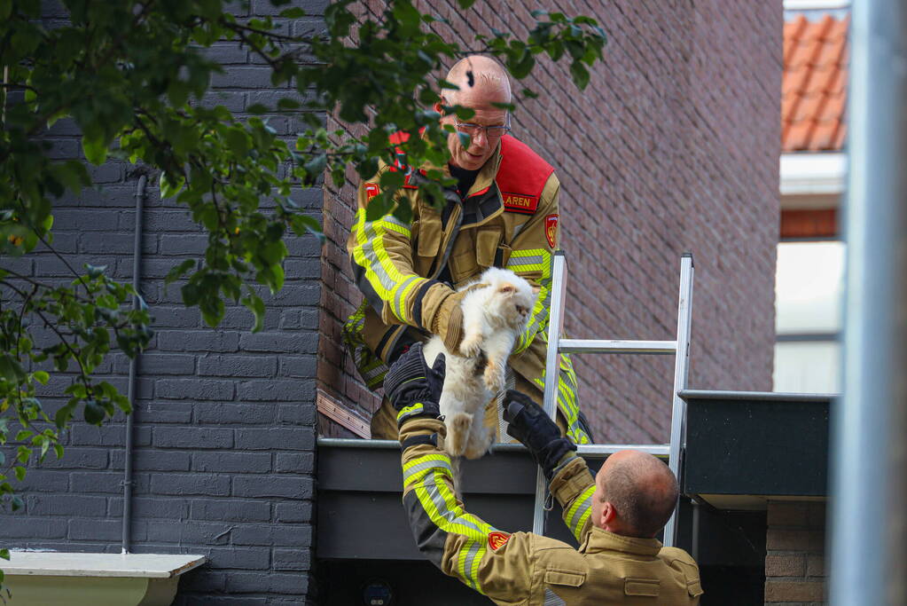 Kat Boris door brandweer van dak gehaald