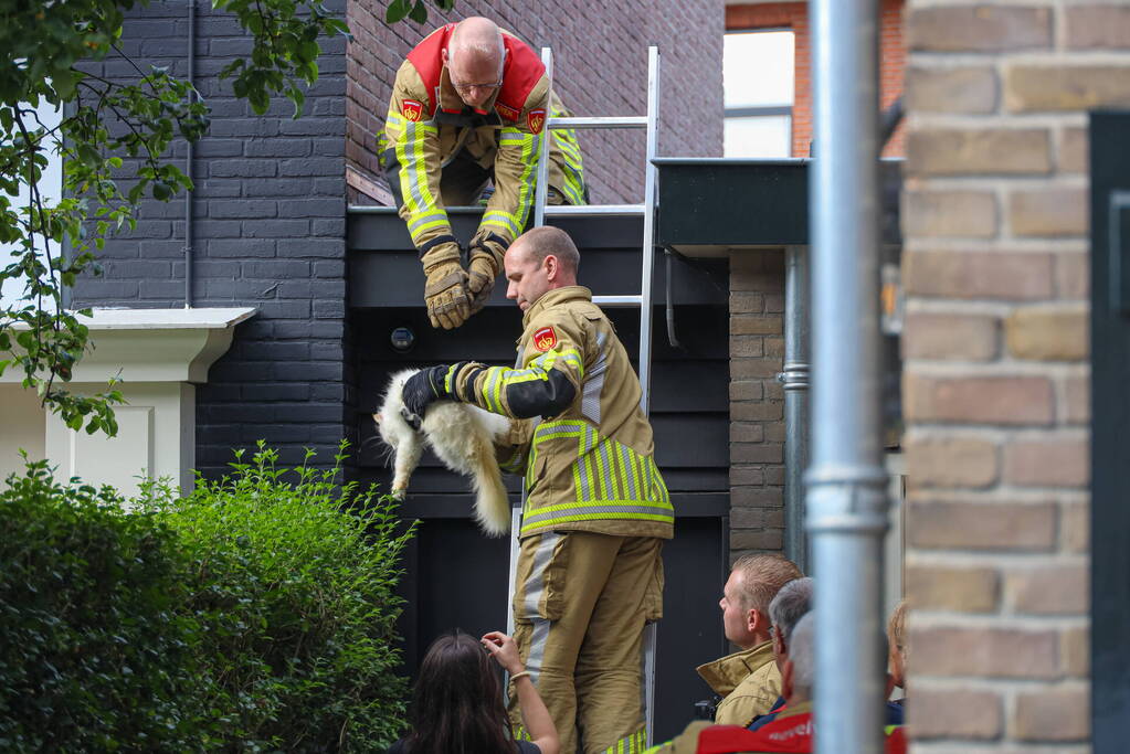 Kat Boris door brandweer van dak gehaald