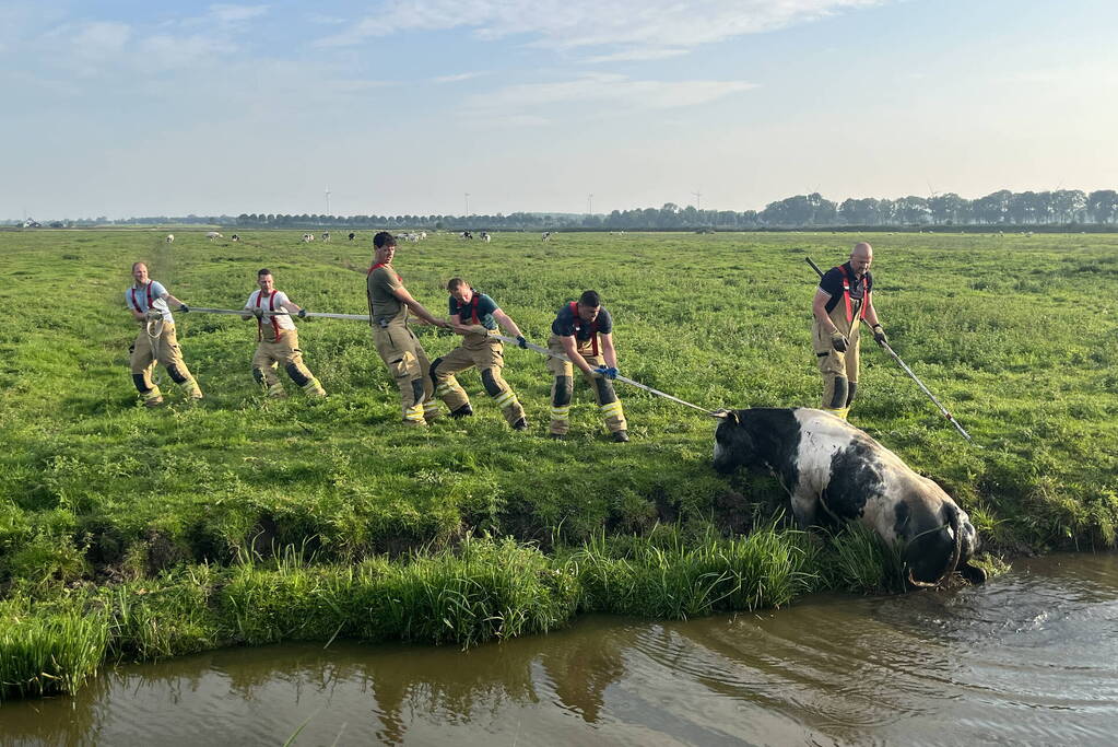 Koe raakt te water in sloot