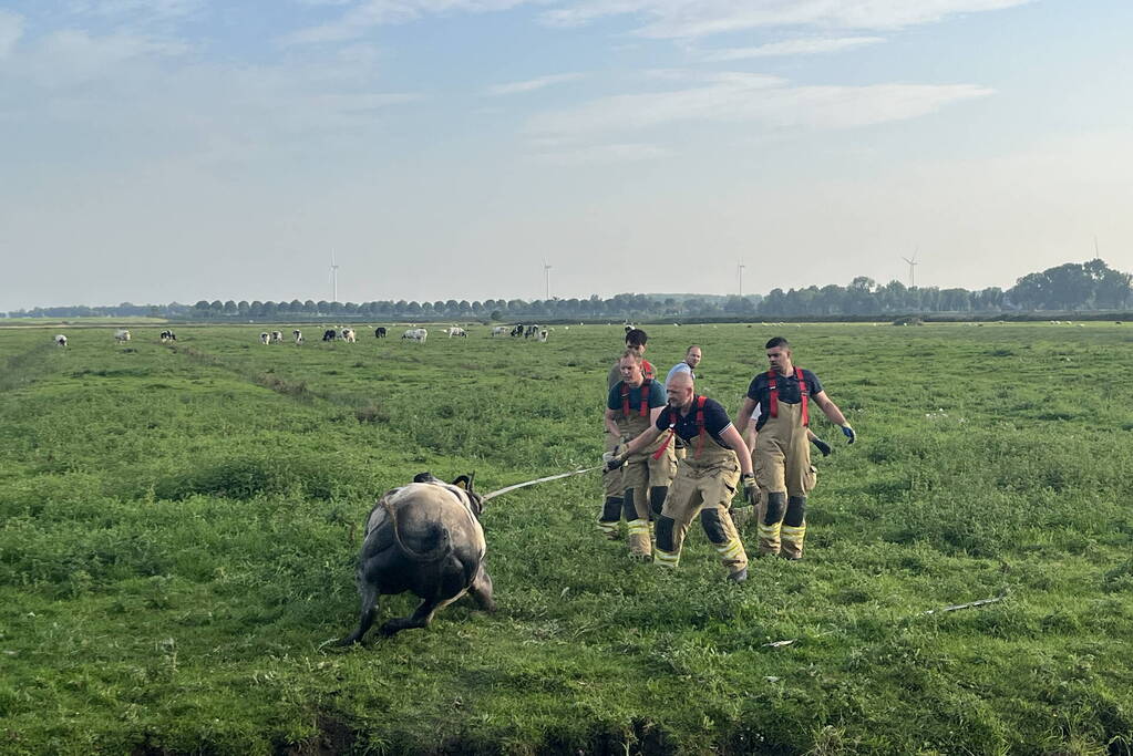 Koe raakt te water in sloot