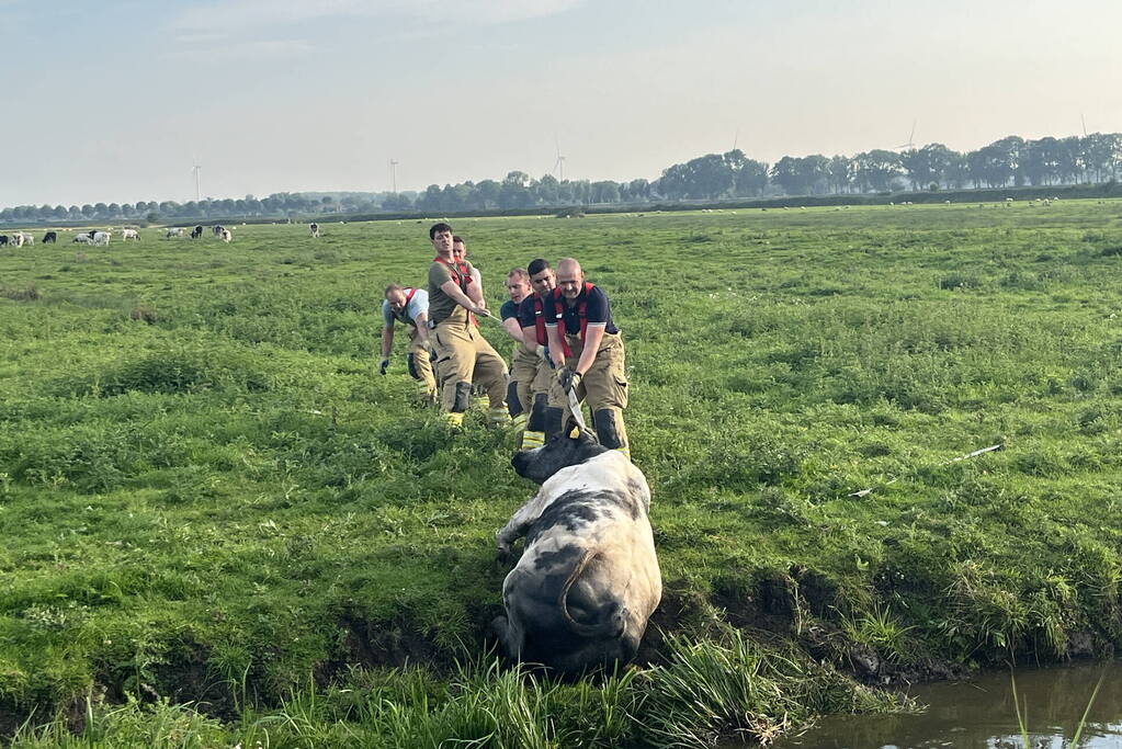 Koe raakt te water in sloot