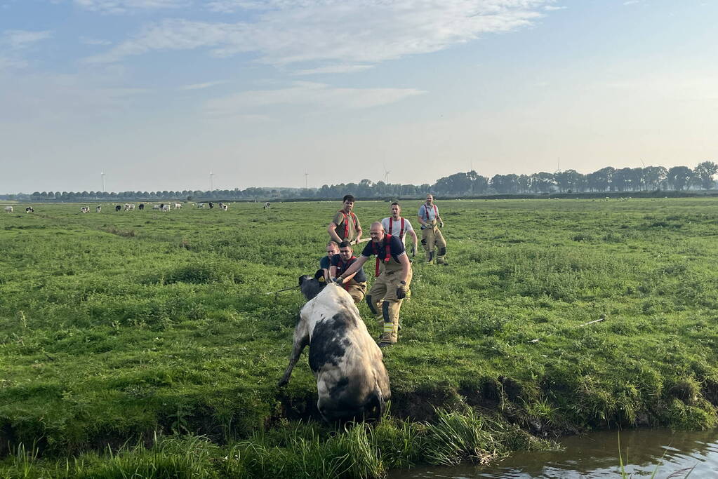 Koe raakt te water in sloot