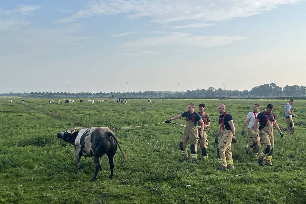 Koe raakt te water in sloot