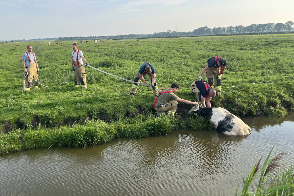 Koe raakt te water in sloot