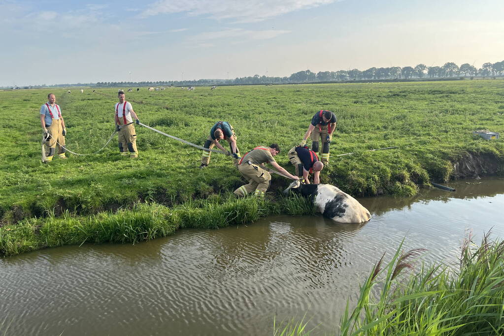 Koe raakt te water in sloot