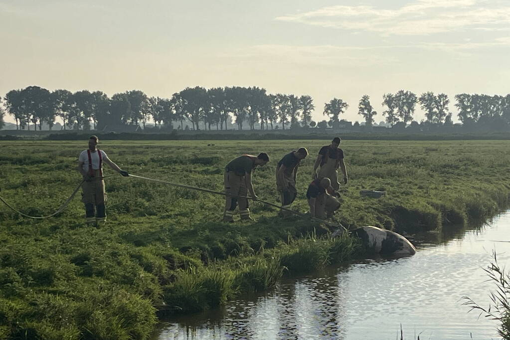 Koe raakt te water in sloot