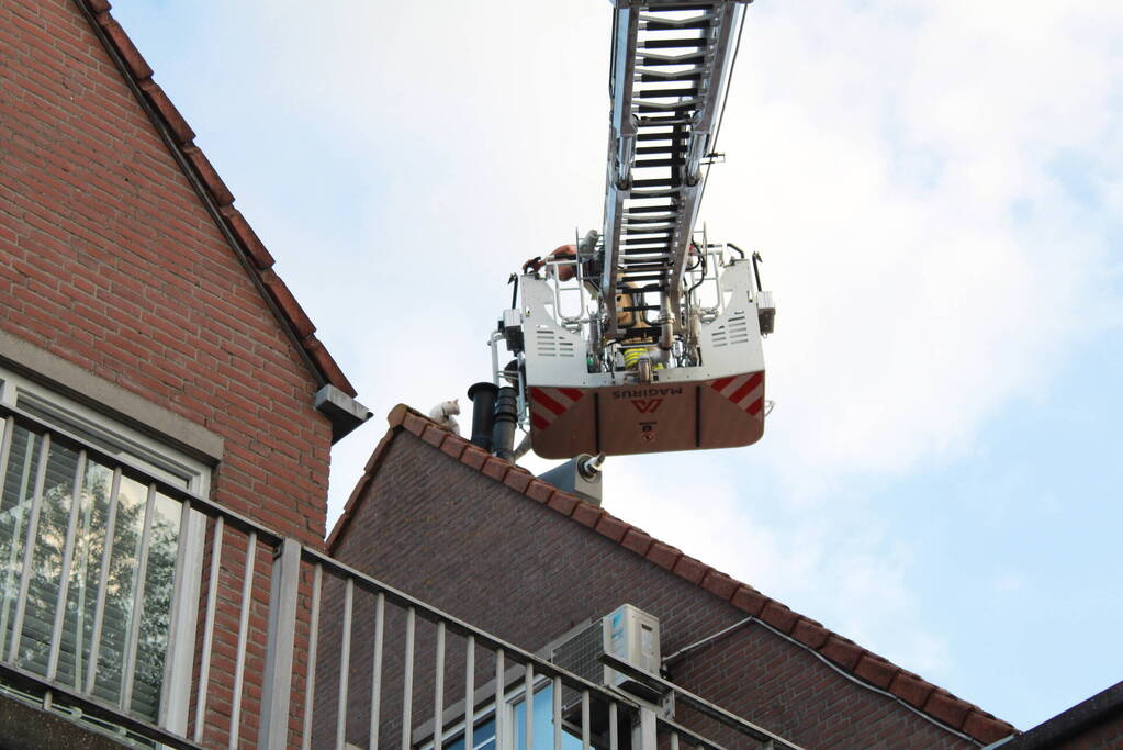 Brandweer redt kat van dak