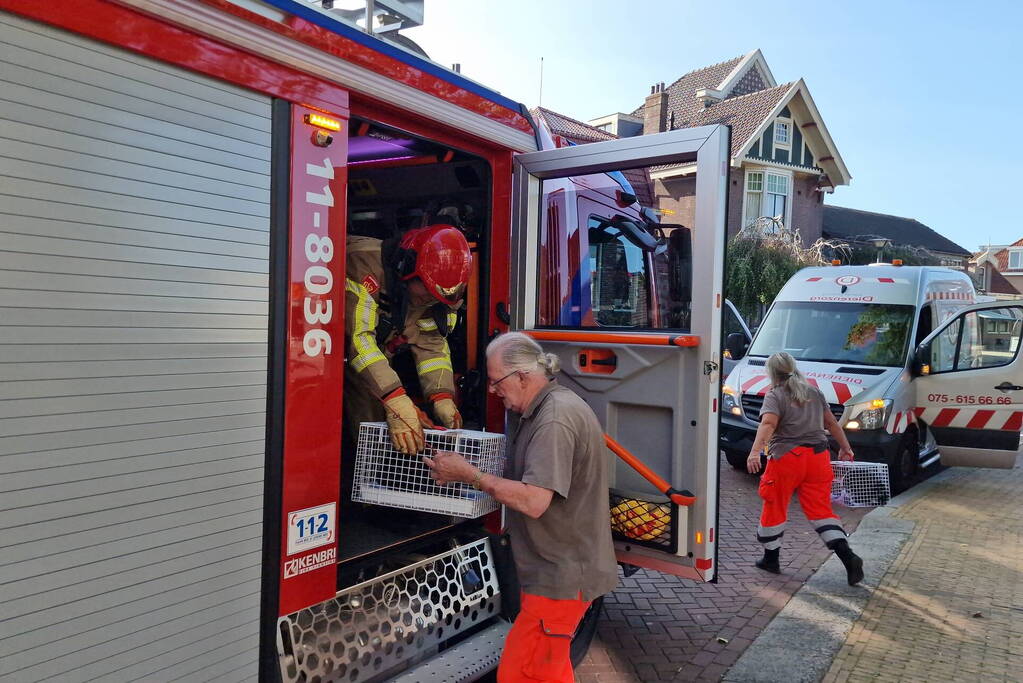 Katten gered bij brand in appartementencomplex