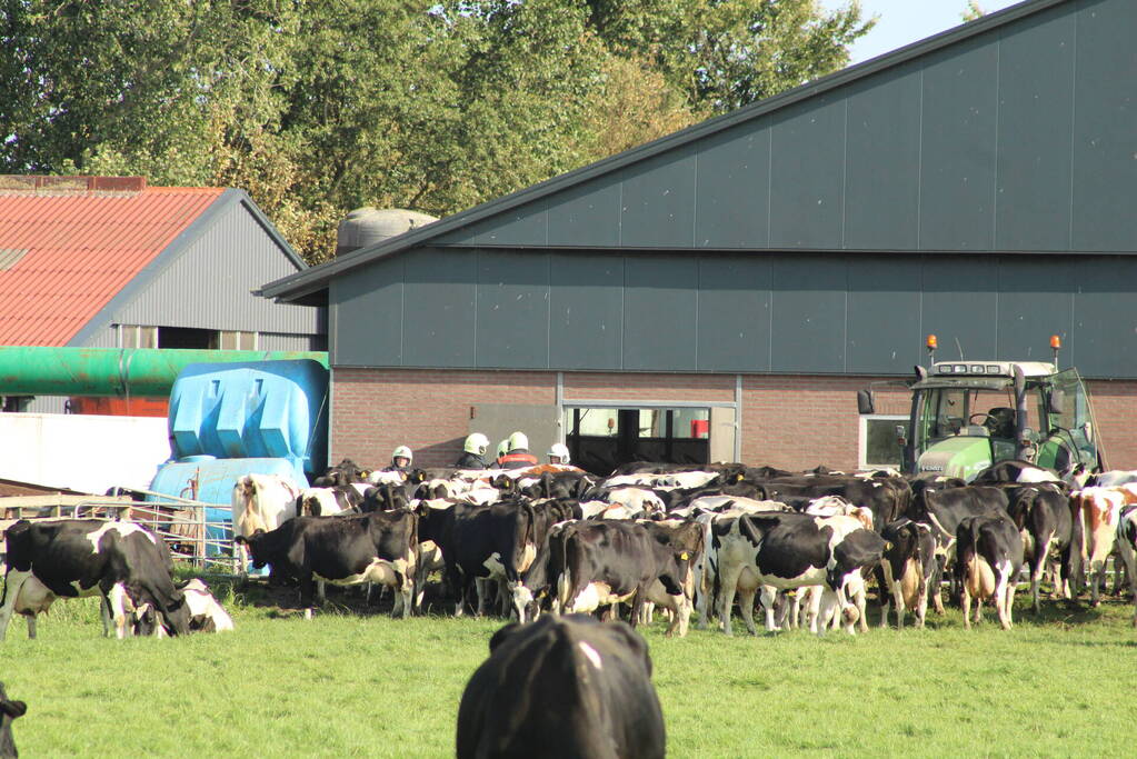 Gewonde nadat mestgassen vrijkomen in stal, drie koeien overleden