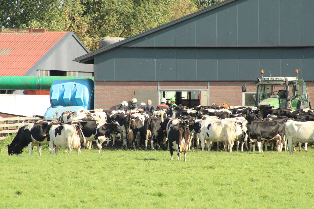 Gewonde nadat mestgassen vrijkomen in stal, drie koeien overleden