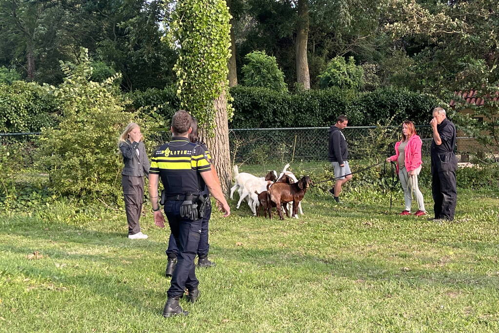 Politie ingezet voor losgebroken geiten