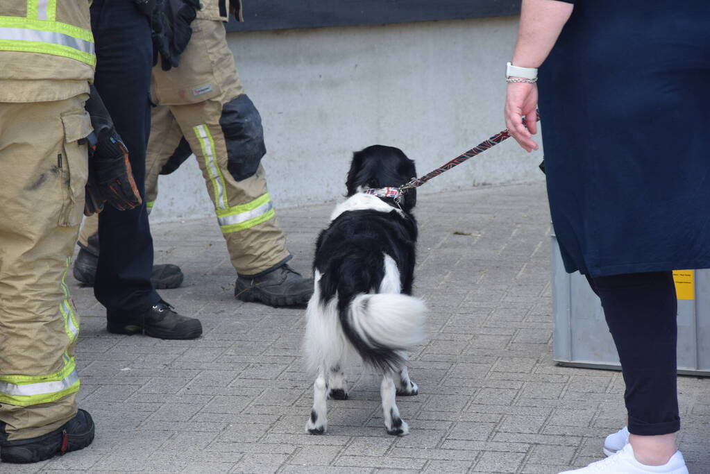 Hond per ongeluk opgesloten in warme auto, brandweer slaat raam in