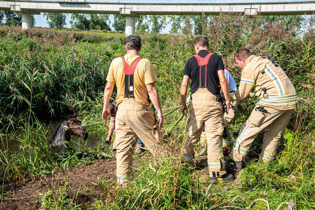 Brandweer ingezet voor paard in diepe sloot