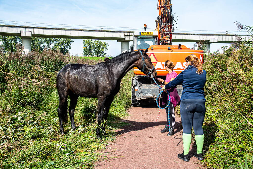 Brandweer ingezet voor paard in diepe sloot