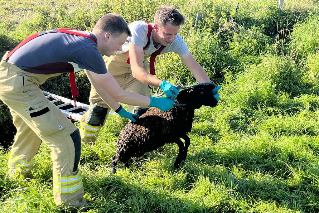 Schaap uit sloot gered door brandweer