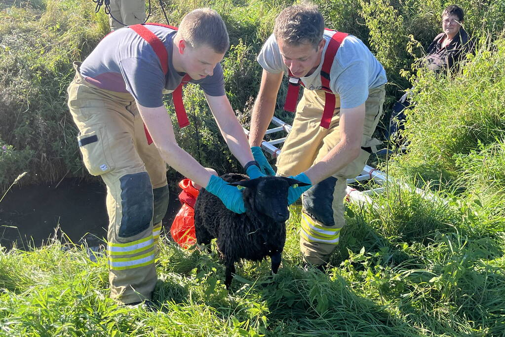 Schaap uit sloot gered door brandweer