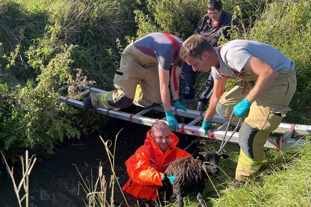 Schaap uit sloot gered door brandweer