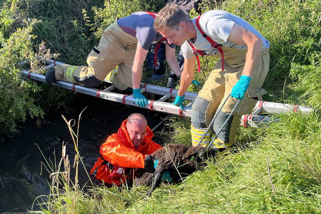 Schaap uit sloot gered door brandweer