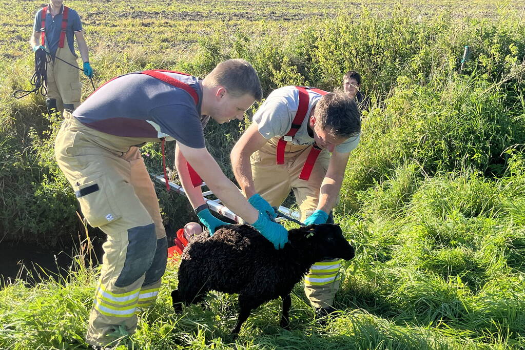 Schaap uit sloot gered door brandweer