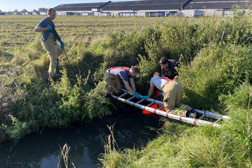 Schaap uit sloot gered door brandweer