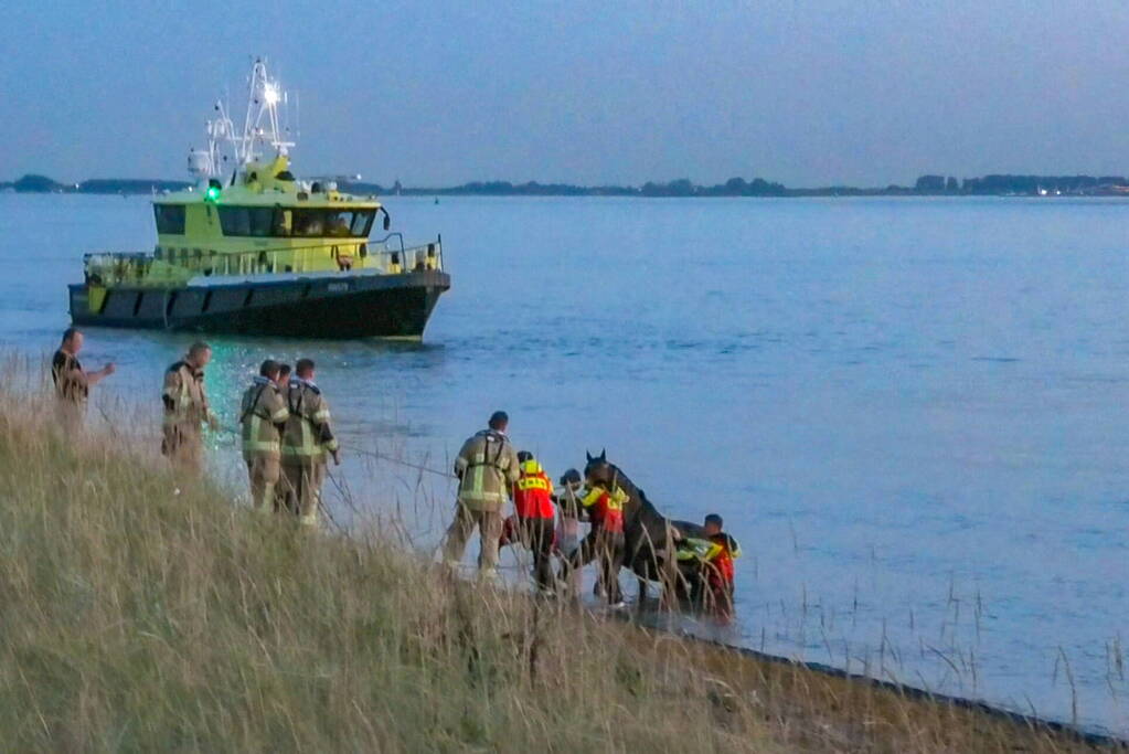 Hulpdiensten ingezet nadat paard verkoeling zoekt in Westerschelde