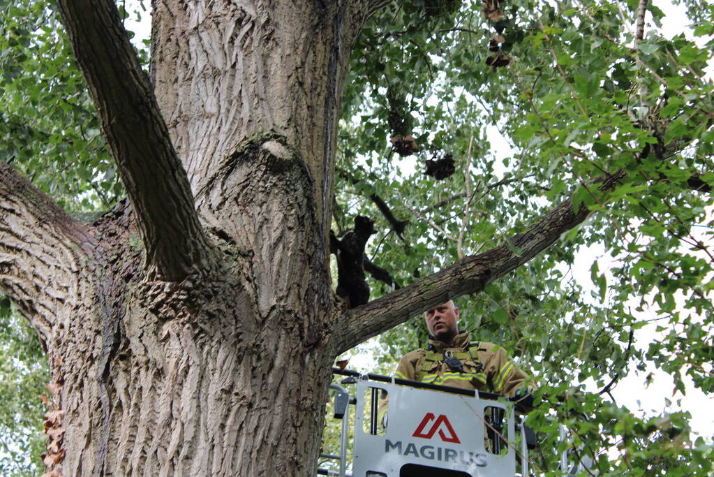 Brandweer haalt met moeite kat uit boom