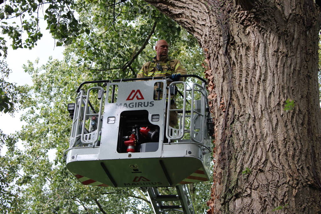 Brandweer haalt met moeite kat uit boom