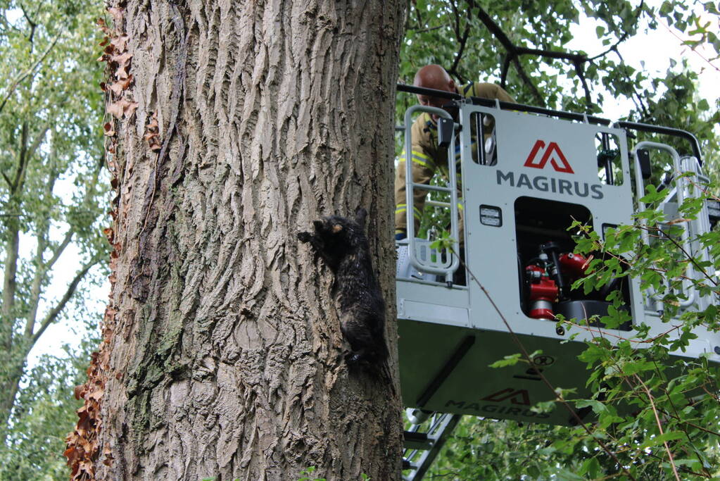 Brandweer haalt met moeite kat uit boom