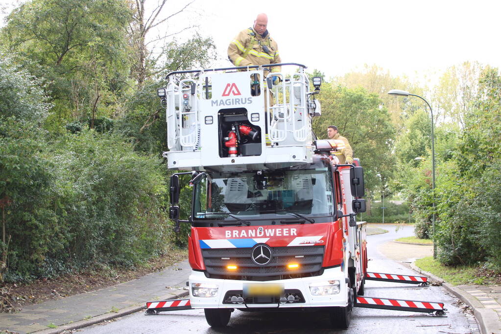 Brandweer haalt met moeite kat uit boom