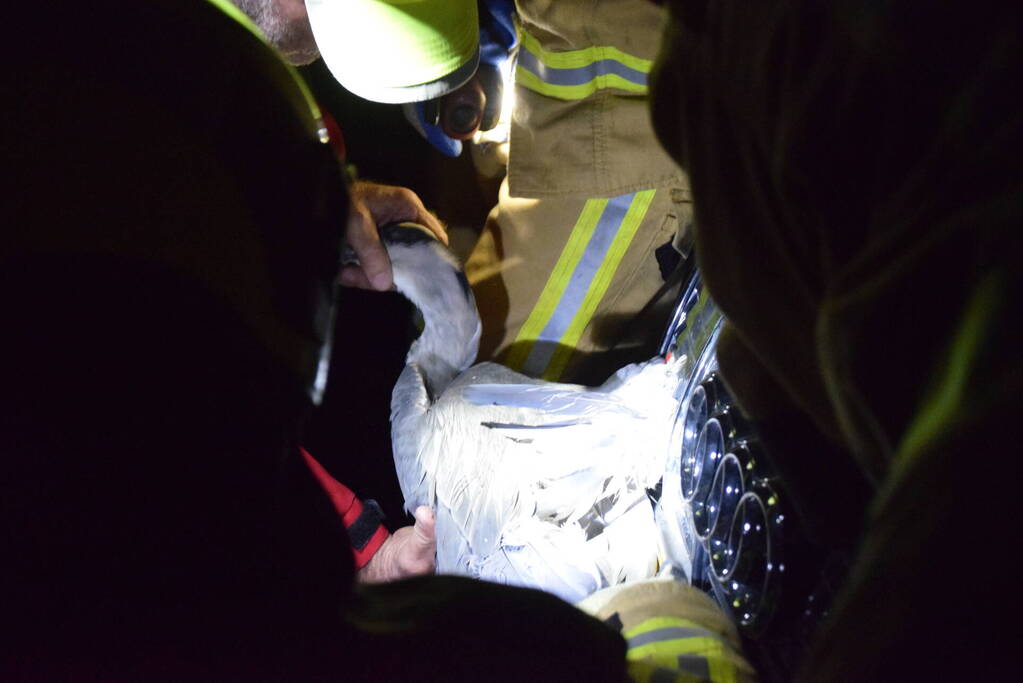 Reiger uit grill van auto bevrijdt