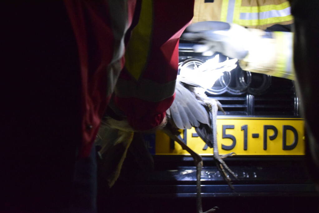 Reiger uit grill van auto bevrijdt