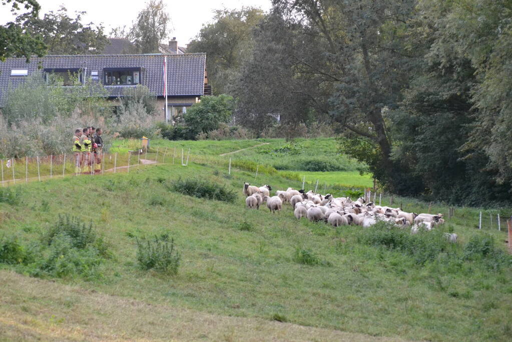 Schaap vast in schrikdraad