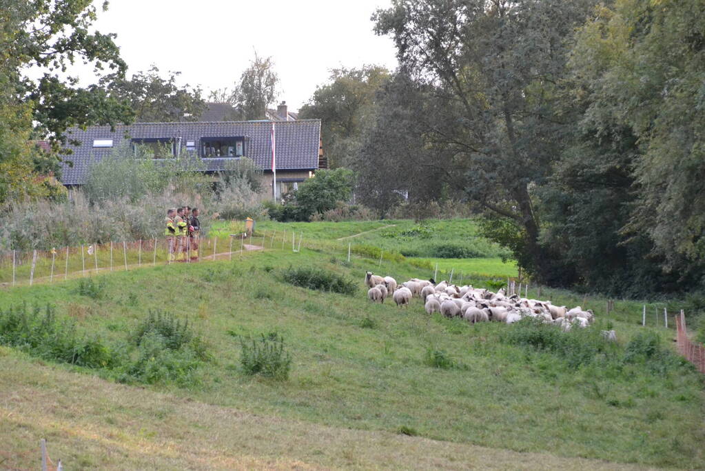 Schaap vast in schrikdraad