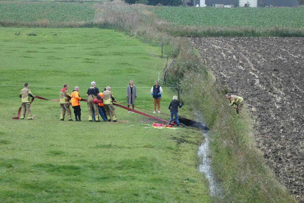 Paard gered uit sloot door brandweer