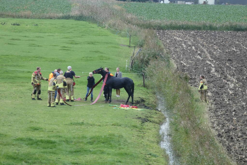 Paard gered uit sloot door brandweer