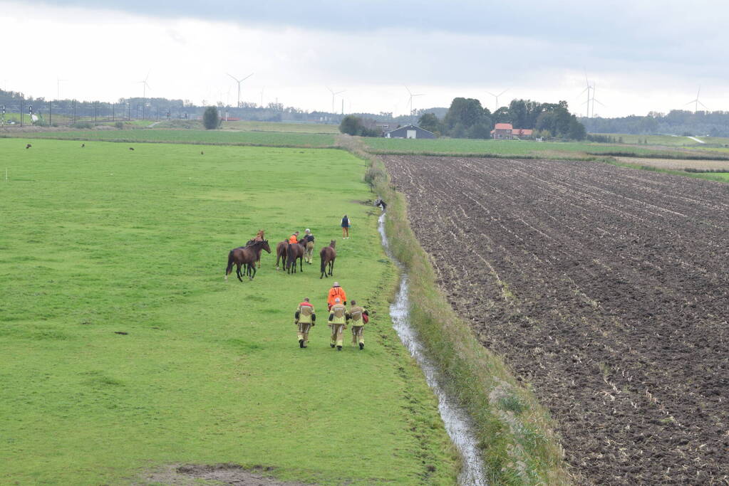 Paard gered uit sloot door brandweer