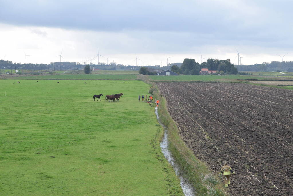 Paard gered uit sloot door brandweer