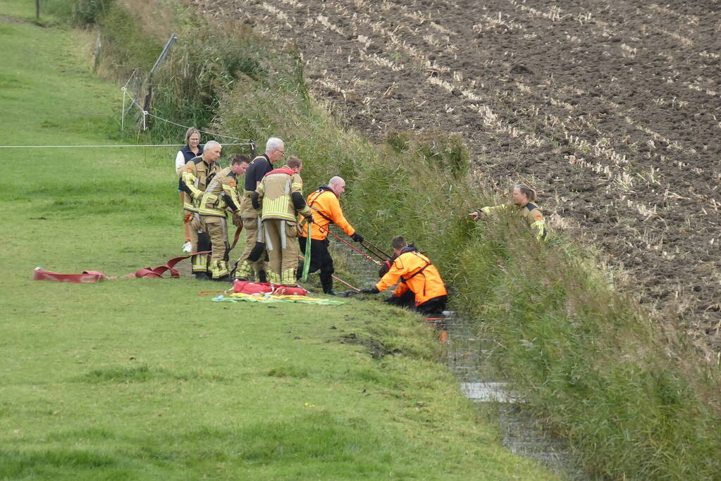 Paard gered uit sloot door brandweer