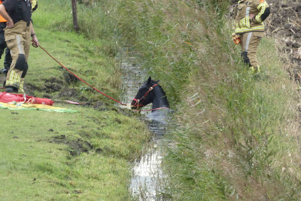 Paard gered uit sloot door brandweer