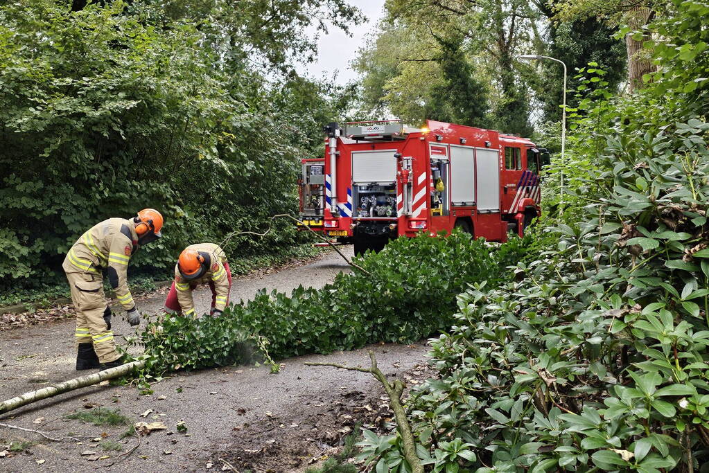 Grote berkentak verspert rijbaan