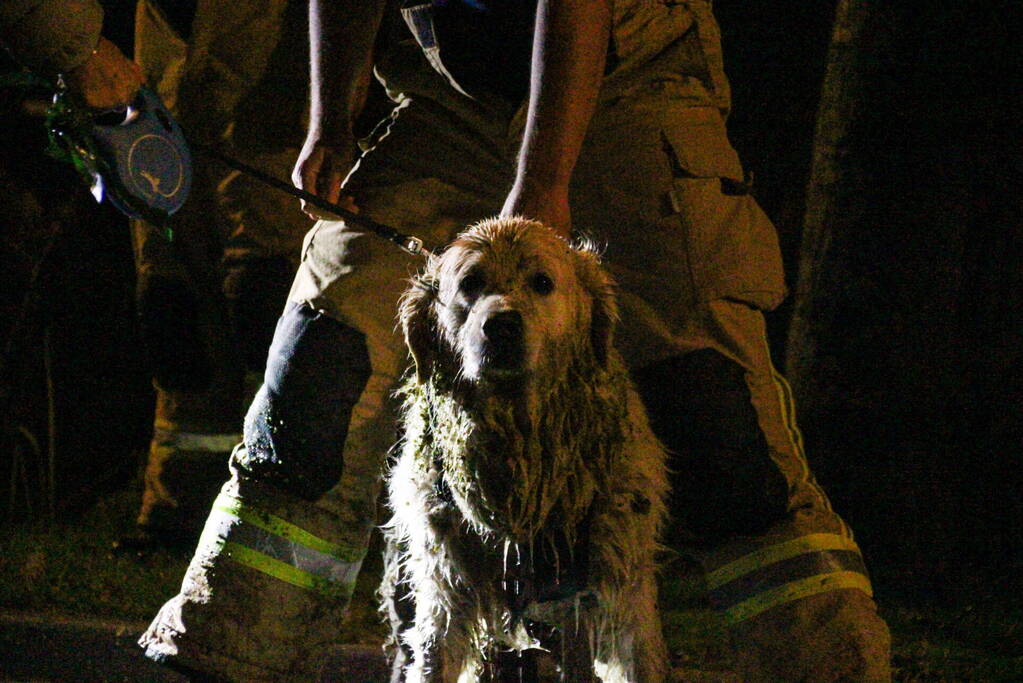 Hond door brandweer uit sloot gered