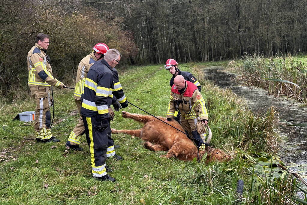 Brandweer haalt Schotse hooglander uit sloot